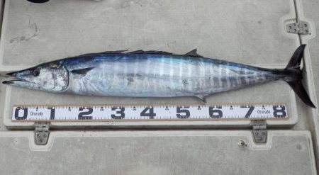 タイラバ、ライトジギング　釣船海援　